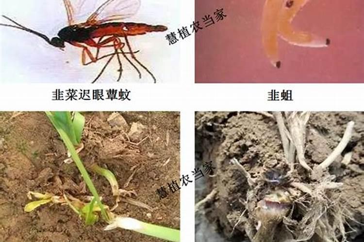 韭菜根蛆的综合防治技术