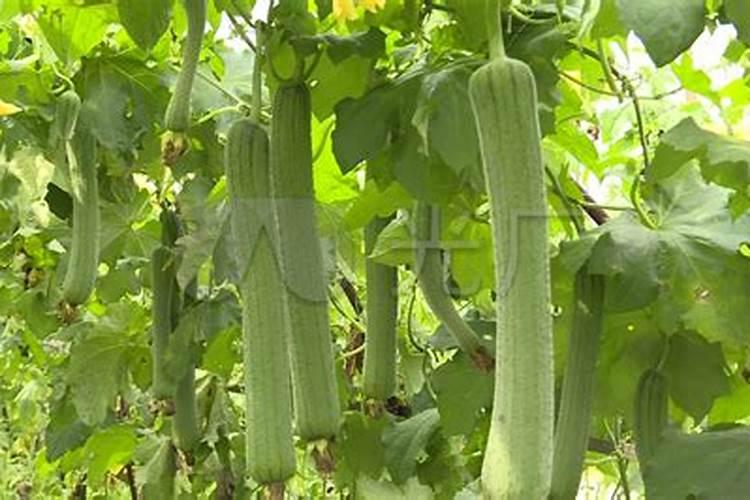 绿意盎然：丝瓜种植的黄金守则