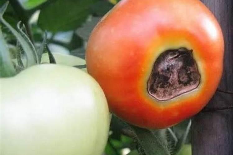 常见蔬菜的缺钙症状