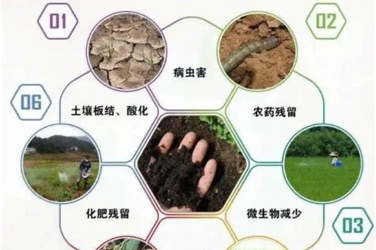 揭秘刺桐的栽培秘诀