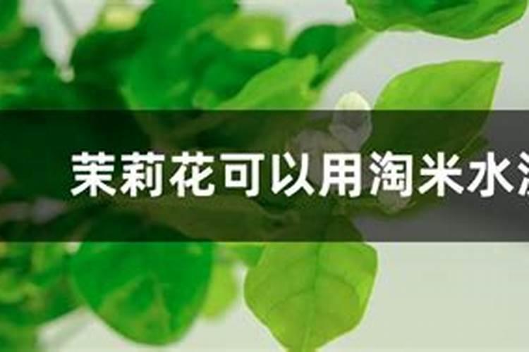 茉莉能浇磷肥吗怎么浇？