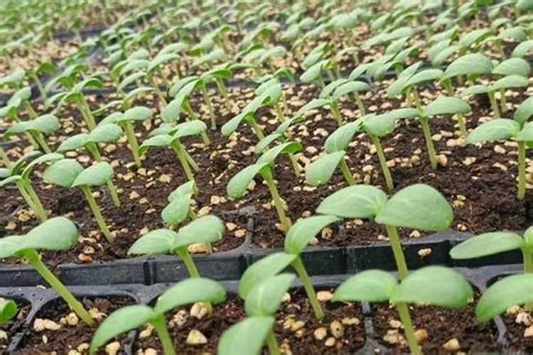 绿意盎然：香瓜育苗期管理技术详解