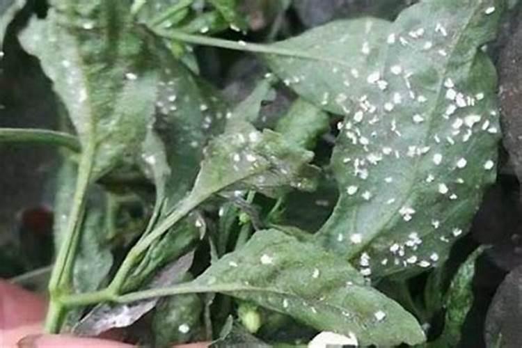 绿色守护：高效防治花椒虫害的药剂策略