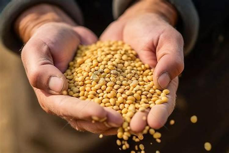 大豆怎么拌种？大豆拌种方法介绍