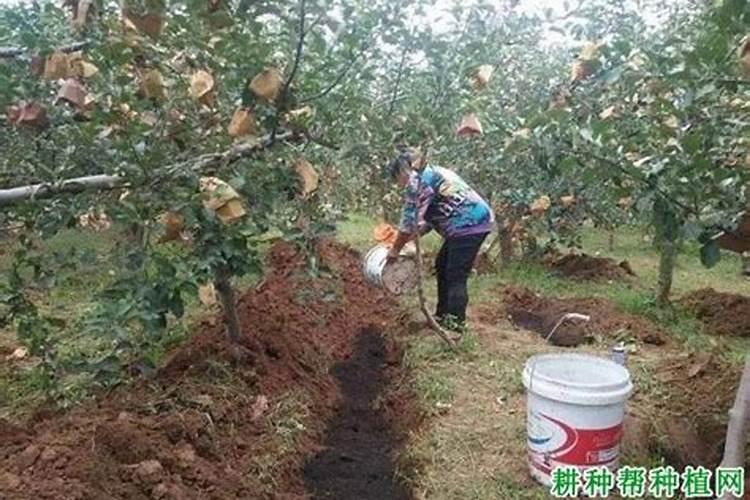 守护绿色希望：农业生产中的肥害防治策略