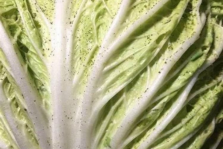 绿色守护：科学防控大白菜菜青虫的策略与药剂选择