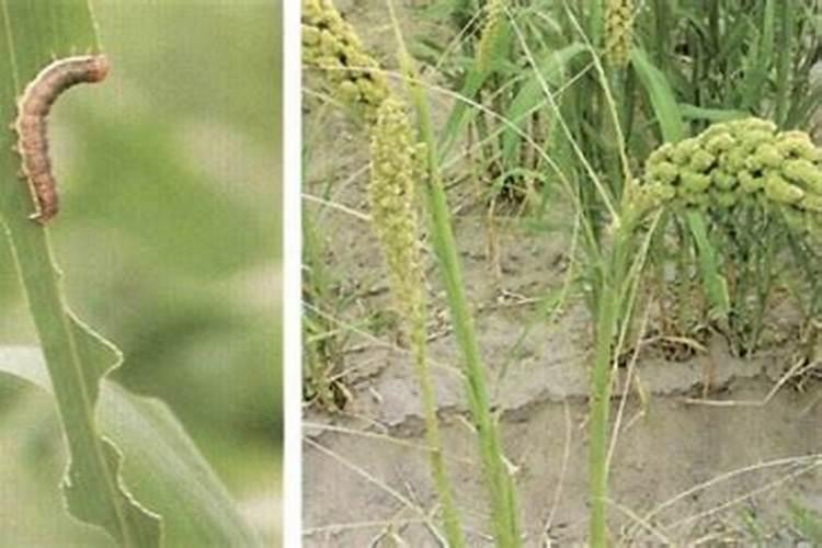谷子病虫害发生特点与防治措施深入探讨？