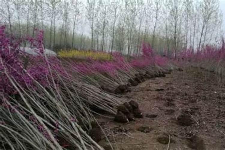 紫荆被危害致死，该拿“它”怎么办？
