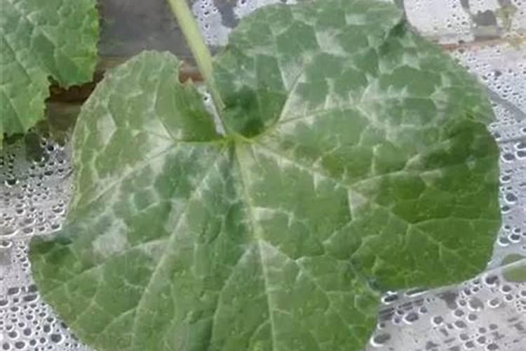 战胜西葫芦银叶病：全面防治策略解析