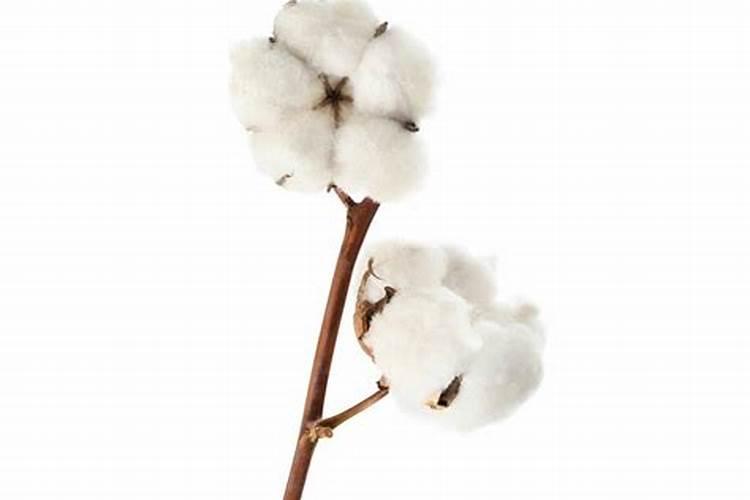 战胜隐形杀手：棉花根结线虫的农药克星