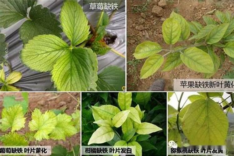 绿色守护者：苗木缺铁性失绿病的防治策略