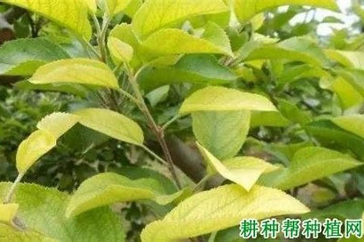 绿色守护者：苗木缺铁性失绿病的防治策略