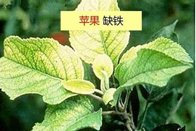 绿色守护者：苗木缺铁性失绿病的防治策略