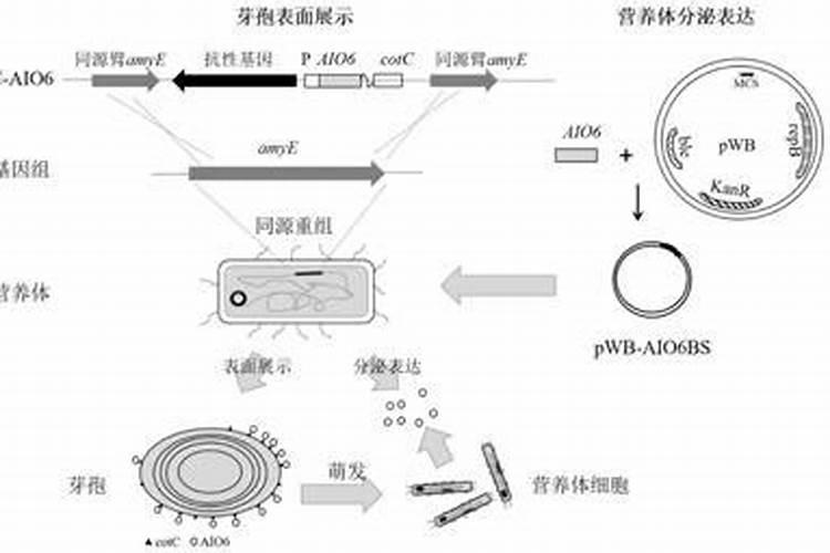 枯草芽孢杆菌转化方法？