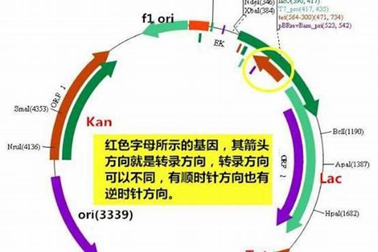 枯草芽孢杆菌转化方法？
