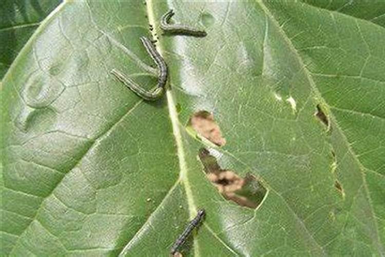 绿色守护：夏季大豆草地螟防控策略详解