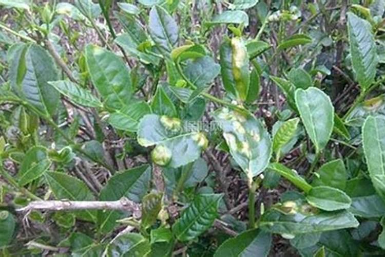 筑牢防线，共抗茶饼病——近期加强防治策略探讨