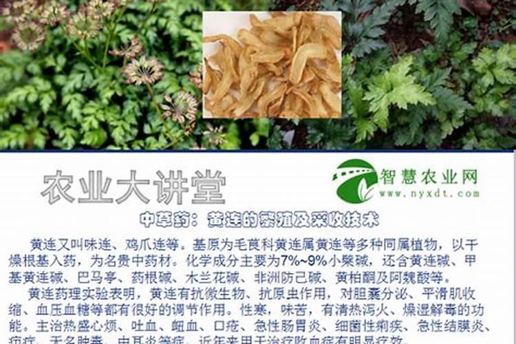 揭秘胡黄连的高效栽培技术