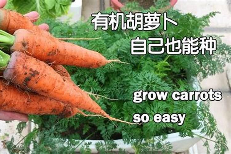 揭秘胡黄连的高效栽培技术