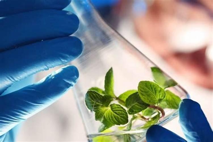 绿色守护：植物源农药的利弊剖析