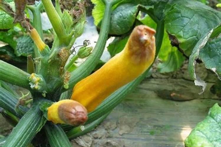 西葫芦绵腐病的识别与防治