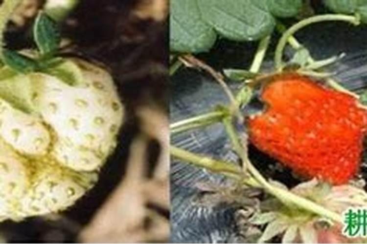 揭秘草莓缺硼现象：原因、症状与综合防治策略