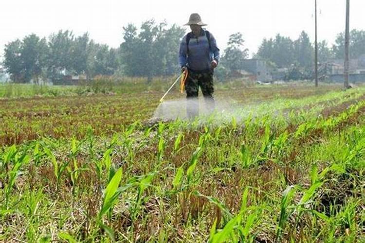 哪种玉米除草剂效果好？