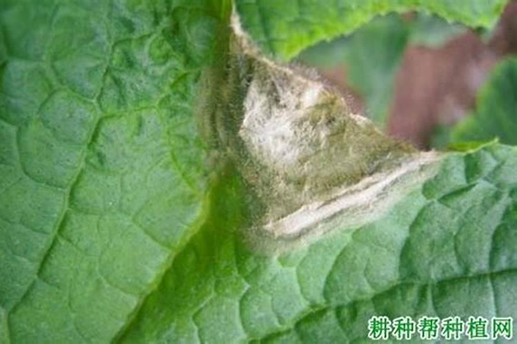 南瓜灰霉病的综合防治策略