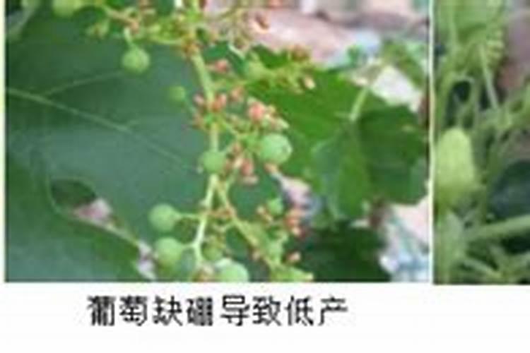 微量元素肥什么时候施合适？