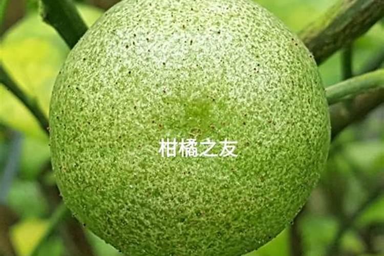 桂花柑橘红蜘蛛如何防治？