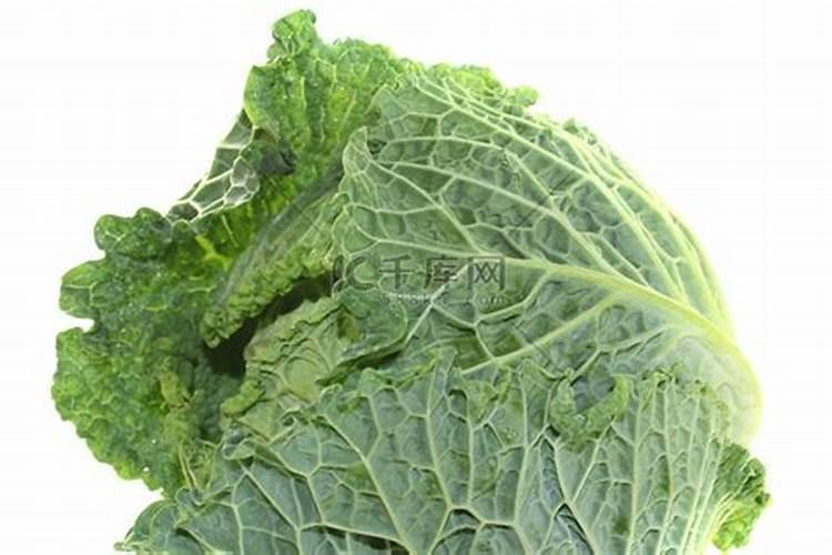 白粉还是霜霉？对症用药才有效！