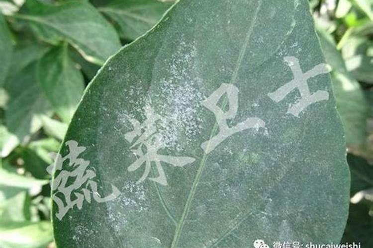 白粉还是霜霉？对症用药才有效！