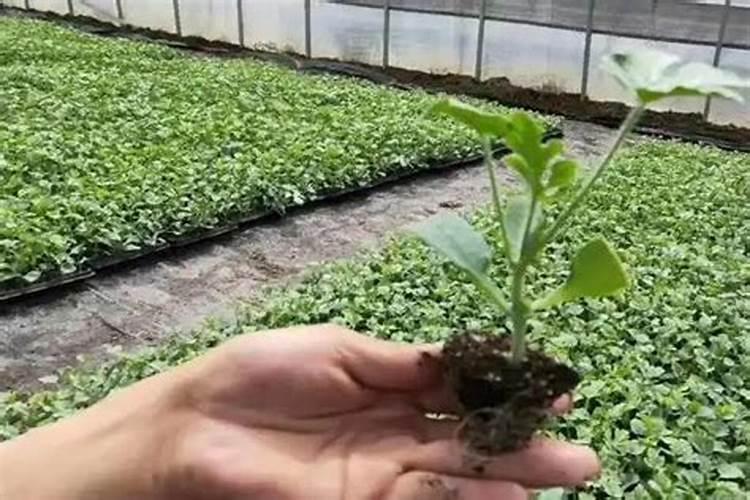 初春棚室蔬菜苗期管护技术：确保健壮生长的关键步骤