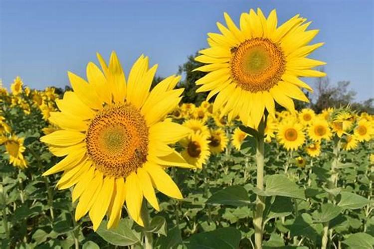 战胜褐斑病：果树农药药剂防治策略全解析