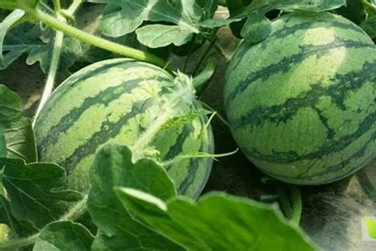 夏秋西瓜水分管理技术：确保甜脆口感的关键