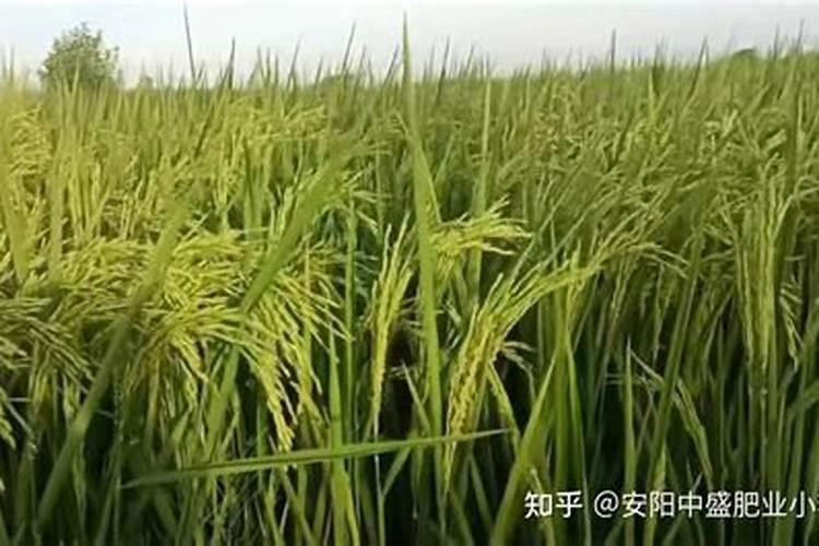 水田用什么复合肥好，水稻要什么肥后期？什么肥？