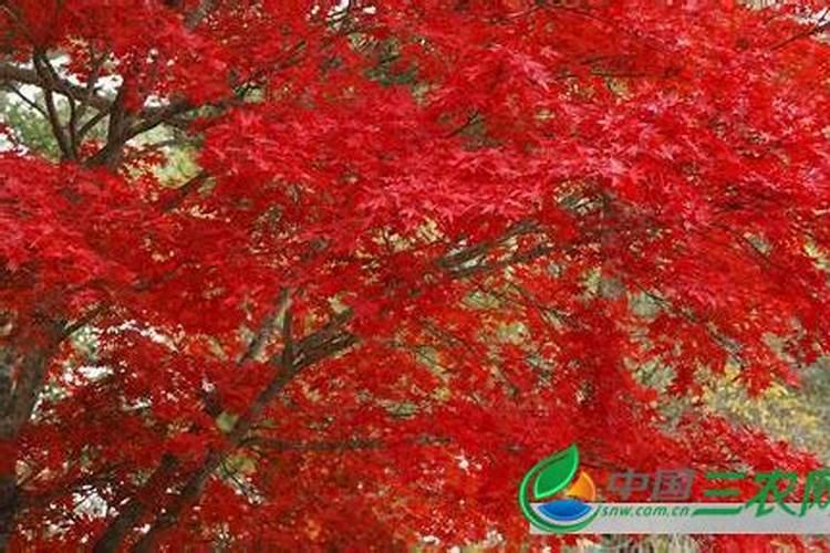 红叶椿栽培及病虫害防治要点