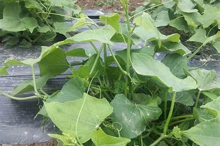 瓜菜施肥需注意哪些问题？瓜菜如何施肥才能增产？