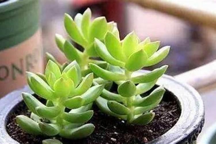多肉植物越长越高越长越难看是什么原因导致的？