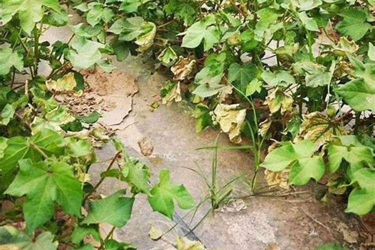 战胜棉田隐形杀手：棉花枯萎病与黄萎病的防治策略