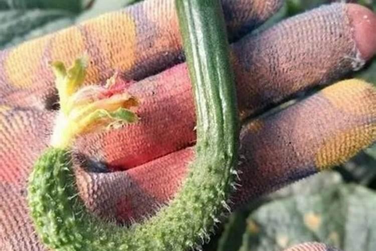 黄瓜幼果畸形不少，植株生长很正常，是不是缺素？