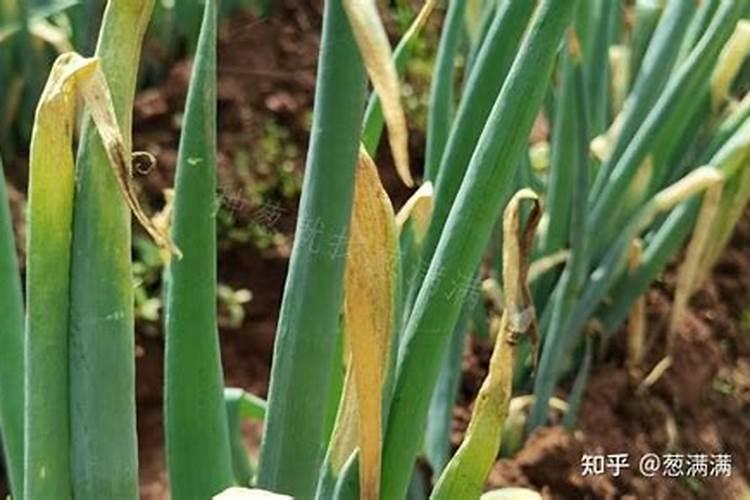 大葱疫病的防治