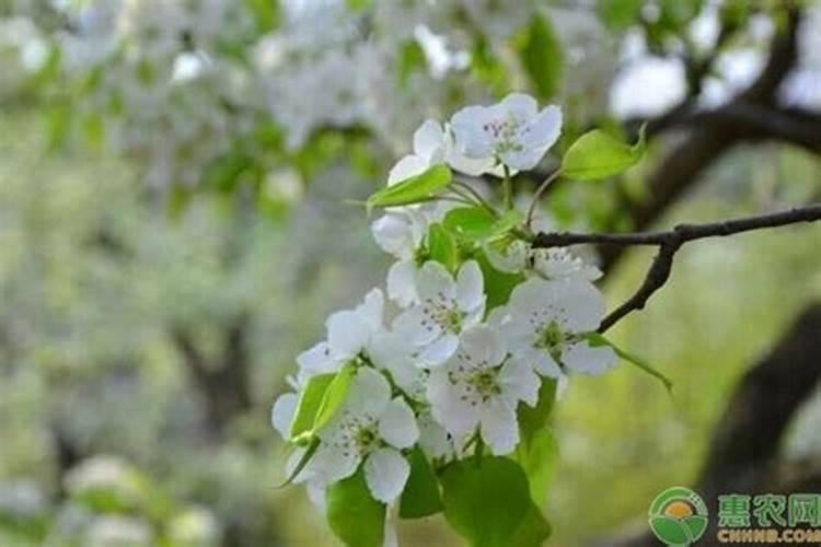 如何用多效唑促进樱花树开花？