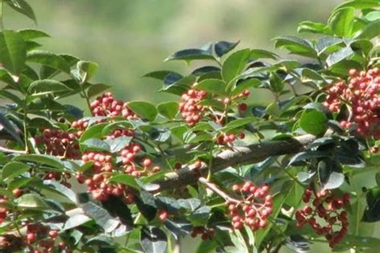 战胜隐形敌人：花椒树木螨病的全面防治策略