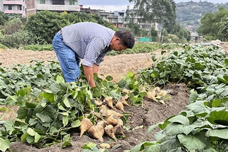 白地瓜的种植秘籍：掌握正确时机与方法，收获甘甜滋味？