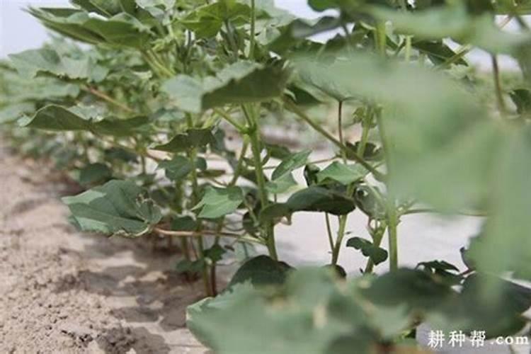 棉花蕾期常见有哪些症状？