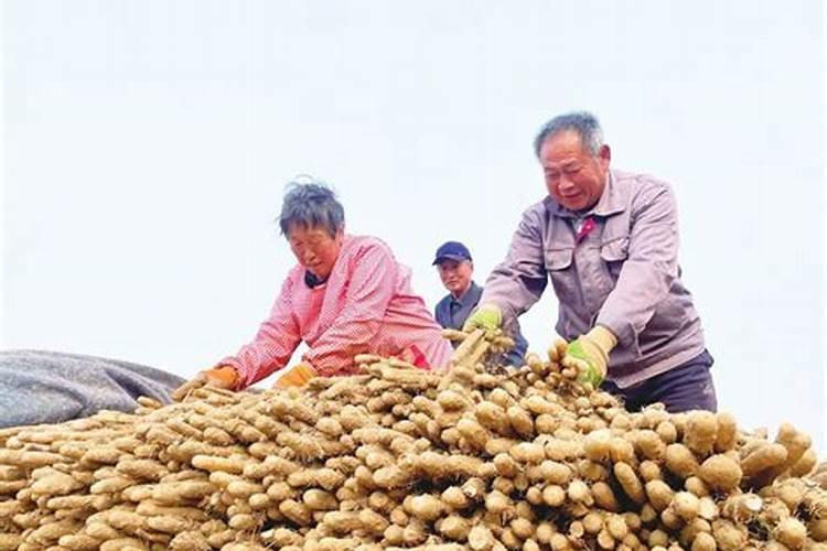 揭秘山药亩产量：丰收背后的数字游戏