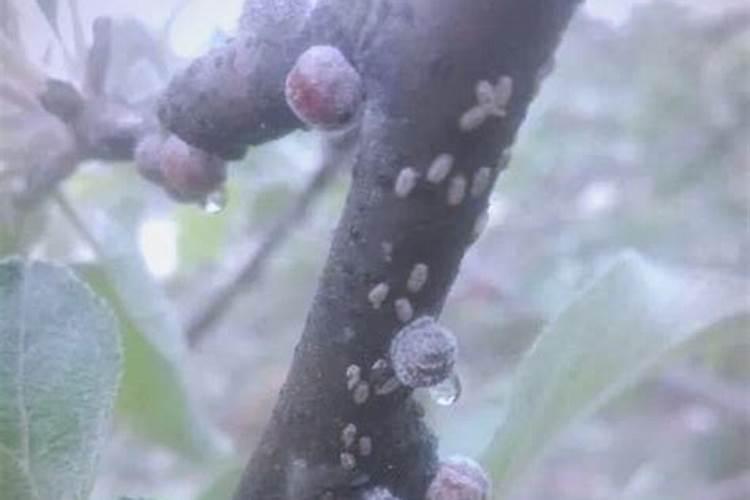 守护果园：苹果树病虫害防治的科学策略