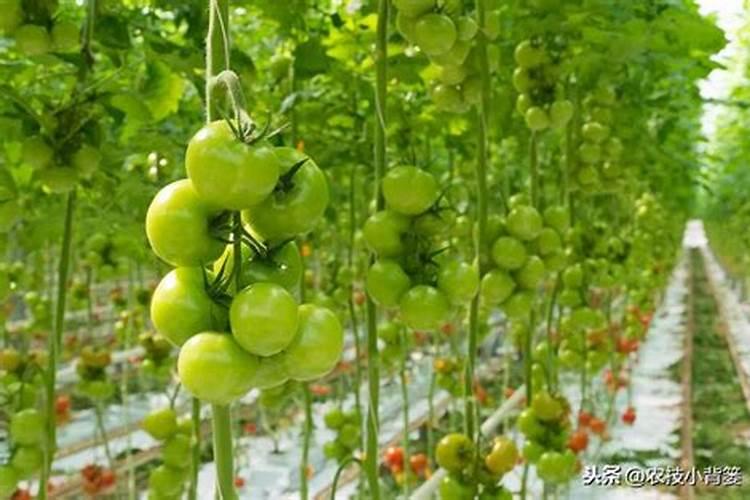 茄子膨果慢什么原因？