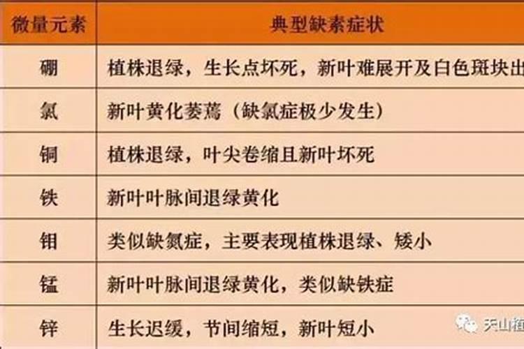 看看，金线莲是怎么了，是缺微量元素吗？